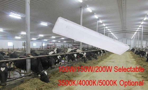 100W 3500K 4FT LED Vapor Tight High Bay IP67 con diffusore di policarbonato trasparente